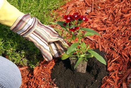 Why mulch is important plant life landscape